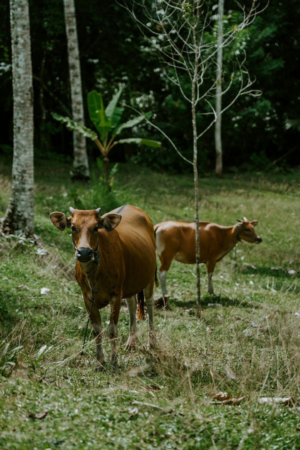 a couple of cows standing on top of a lush green field