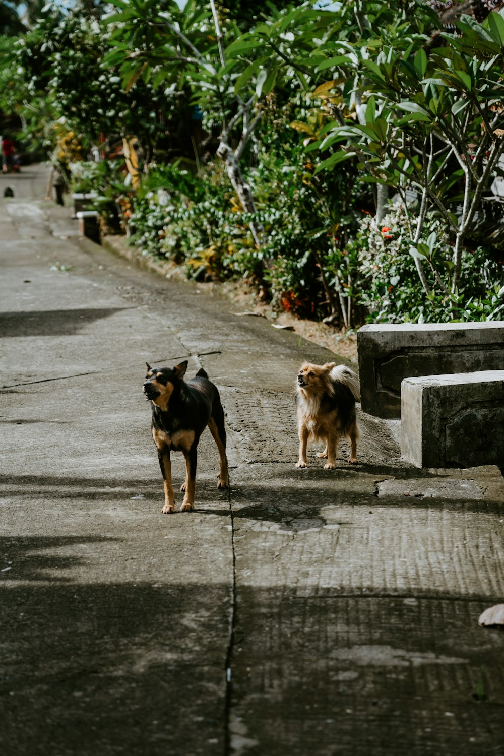 a couple of dogs that are standing on a sidewalk