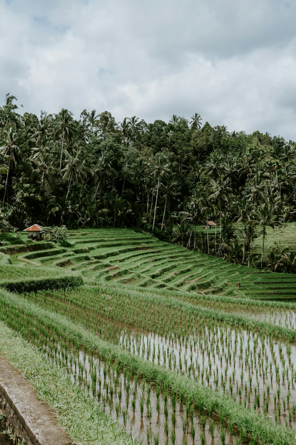 a rice field with trees in the background