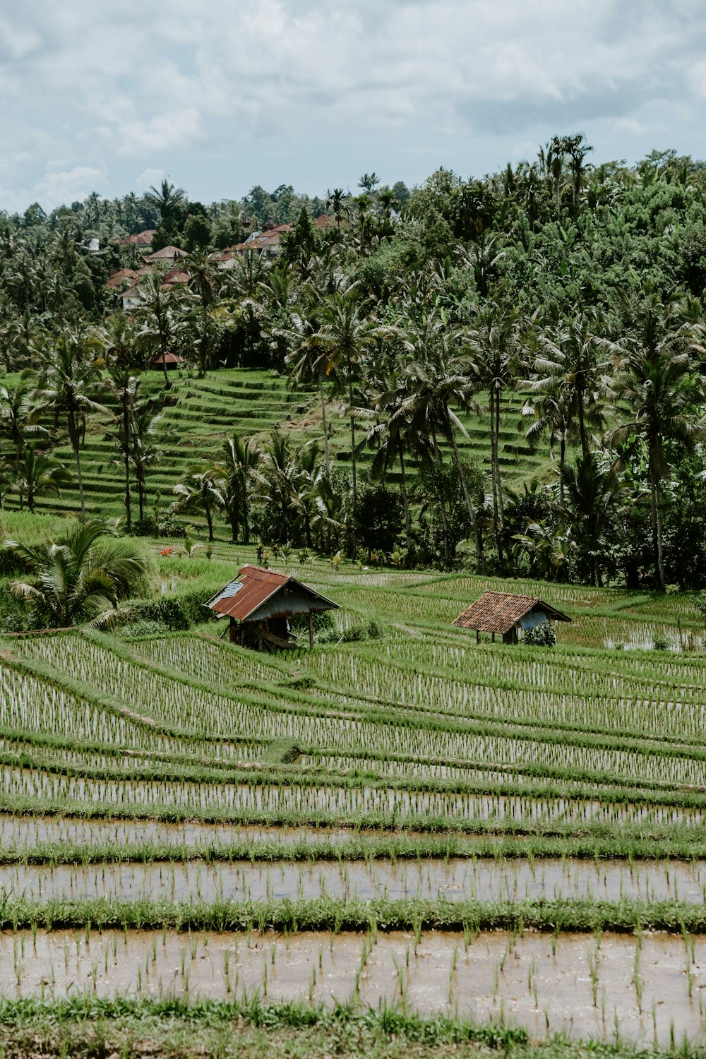 a rice field with a house in the middle of it