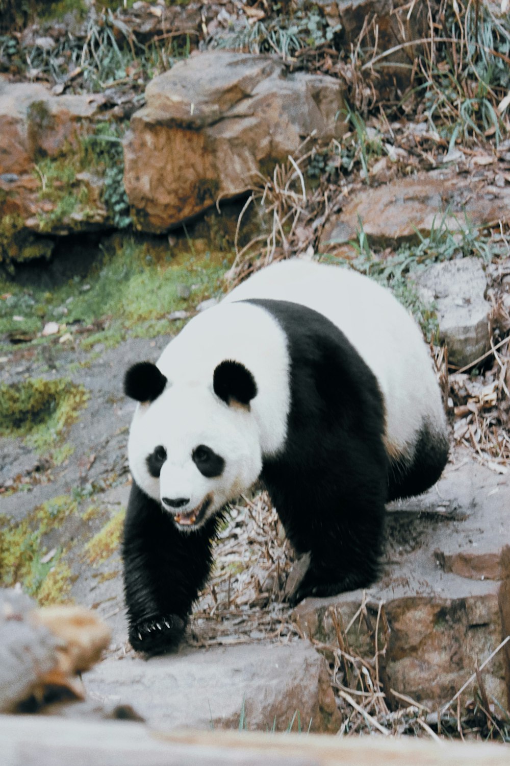 a panda bear is walking on some rocks