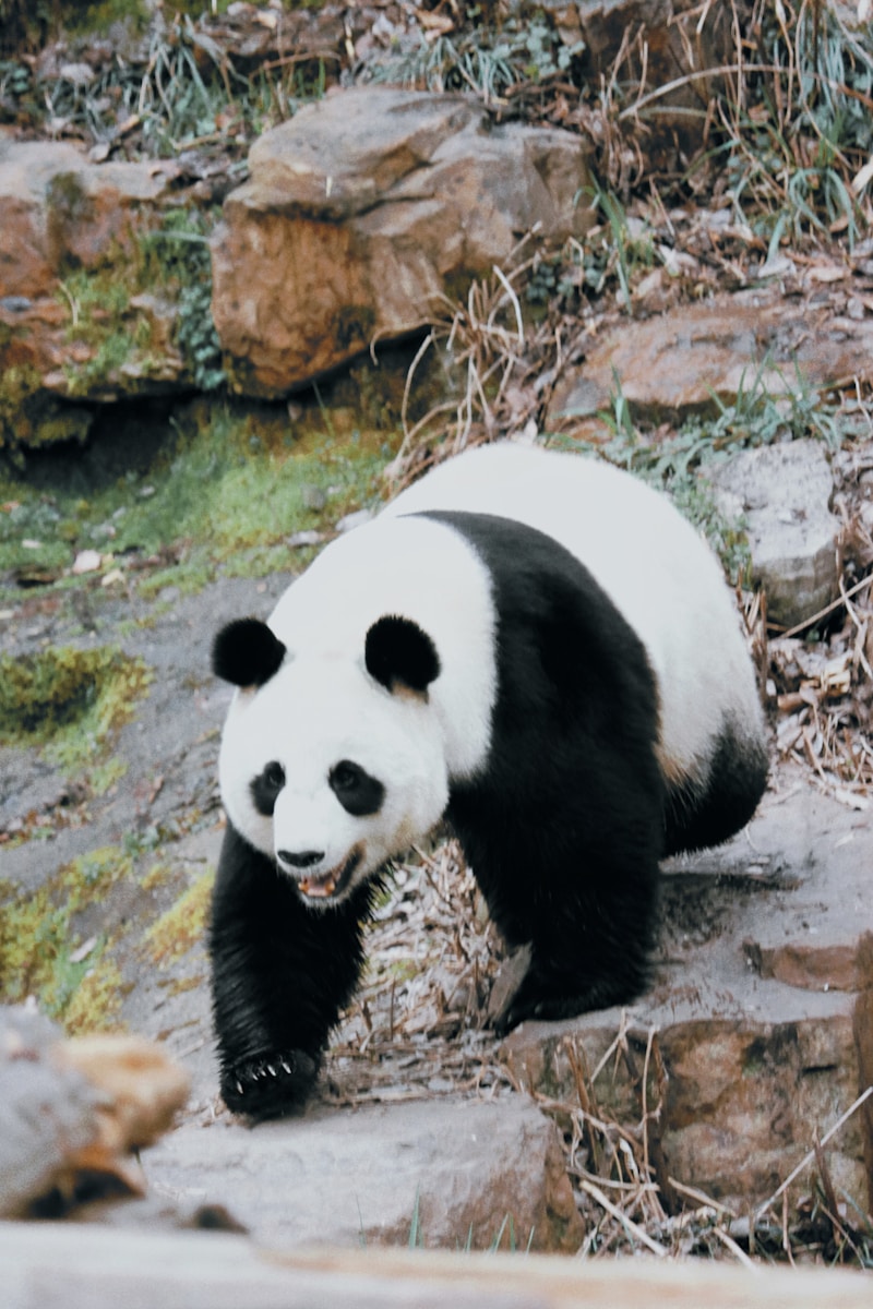 Dalian Forest Zoo