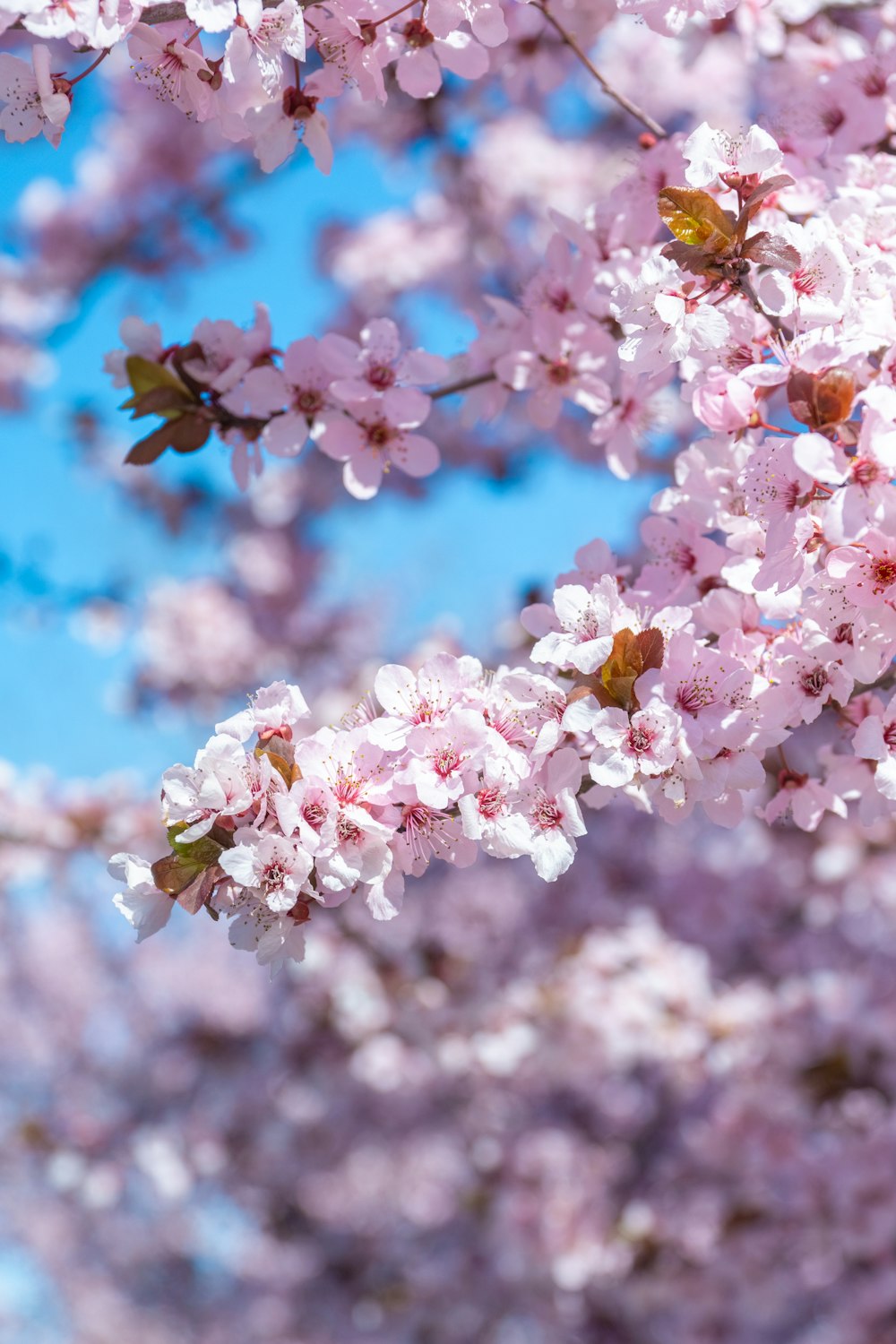 un primo piano di fiori rosa su un albero