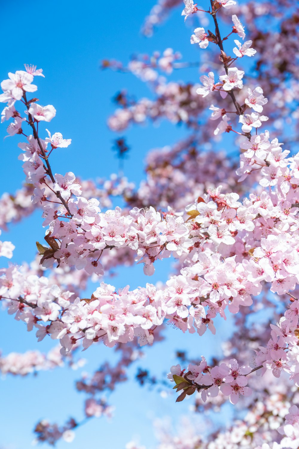 a tree with lots of pink flowers on it