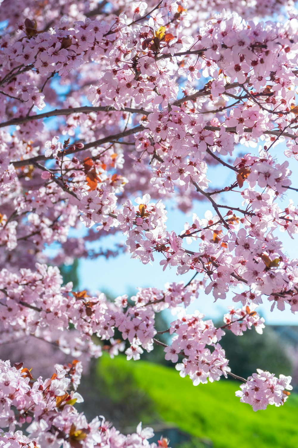 a tree filled with lots of pink flowers