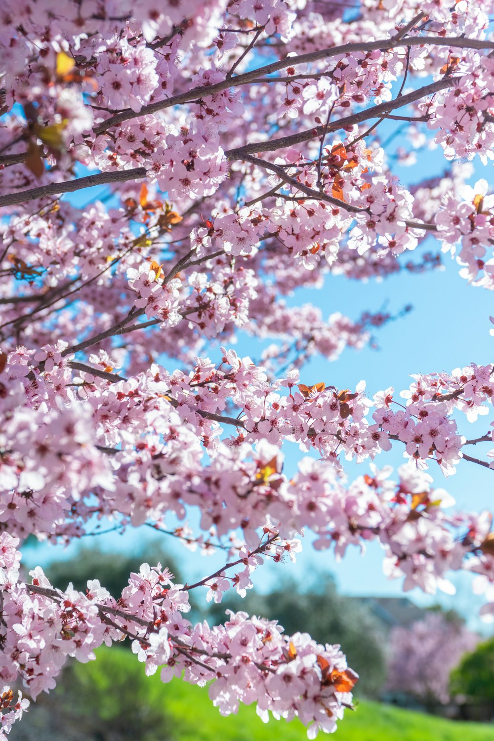 a tree filled with lots of pink flowers