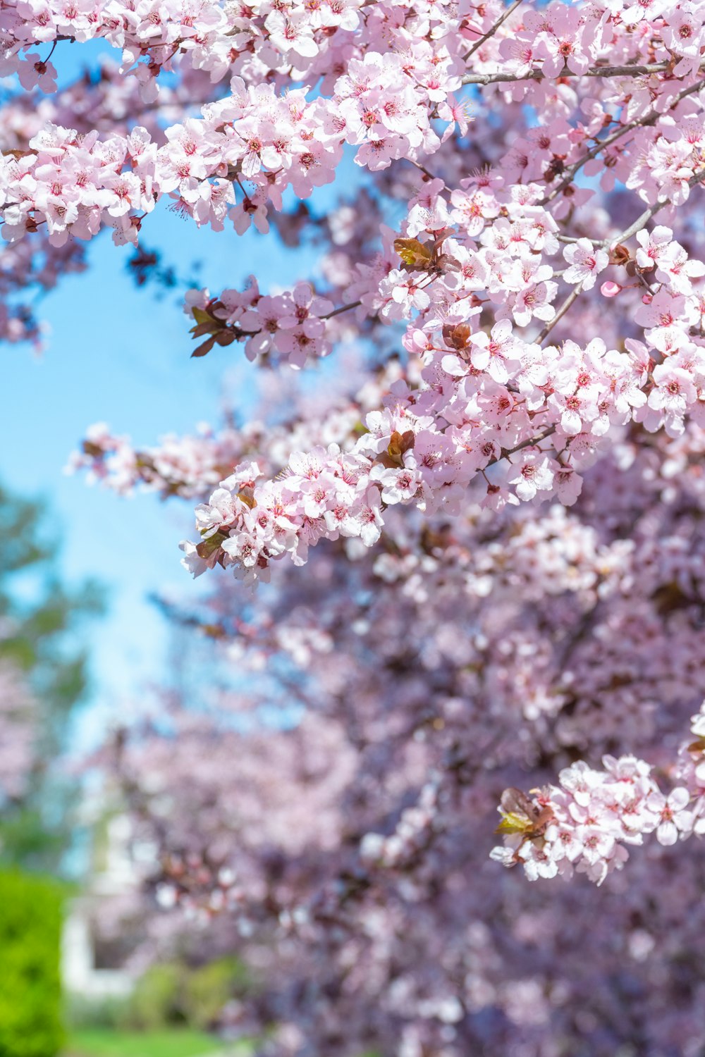 a tree filled with lots of pink flowers