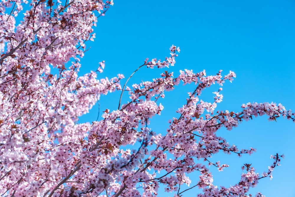 a pink flowered tree with a blue sky in the background