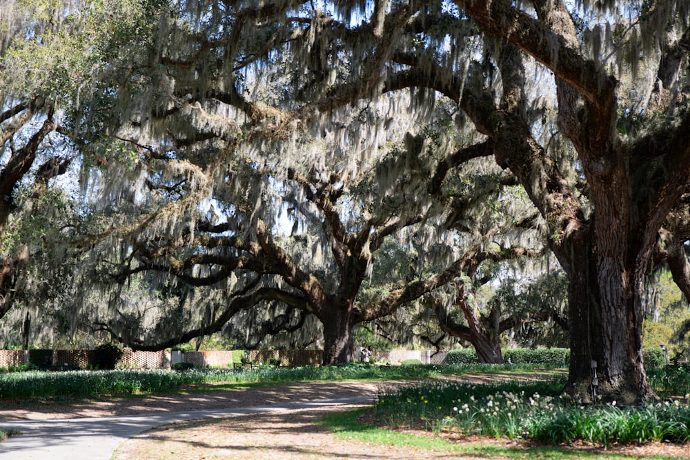 a dirt road surrounded by trees covered in spanish moss