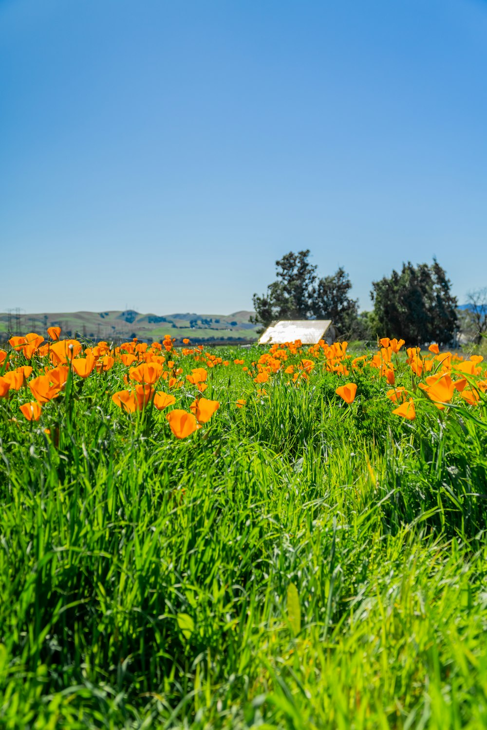 a field of orange flowers with a barn in the background