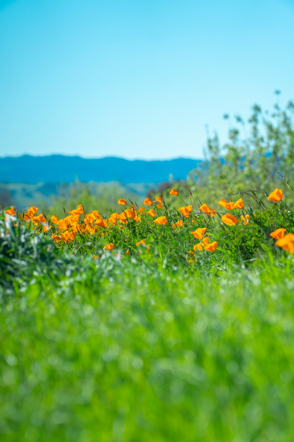 a field full of orange flowers on a sunny day