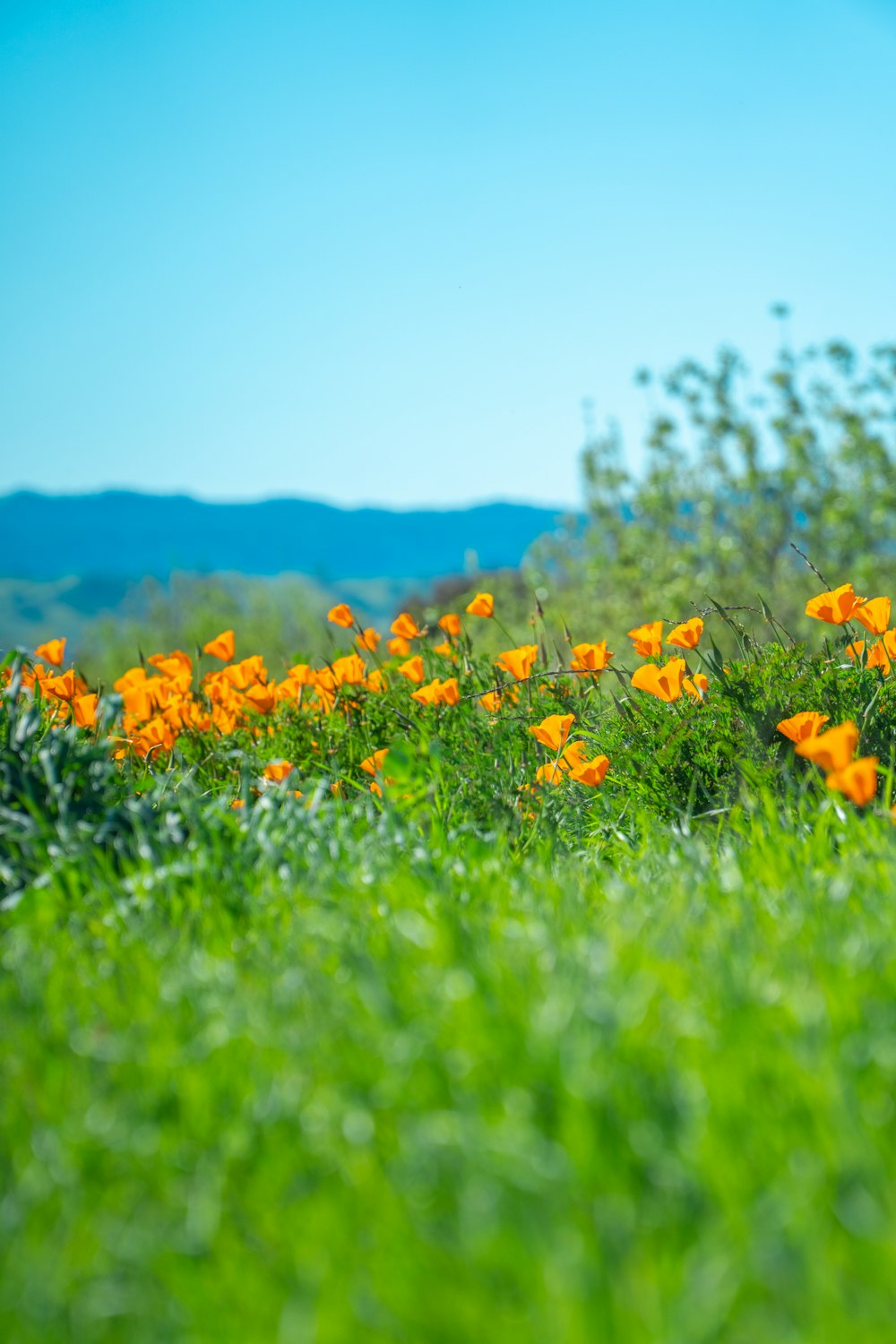 a field full of orange flowers on a sunny day