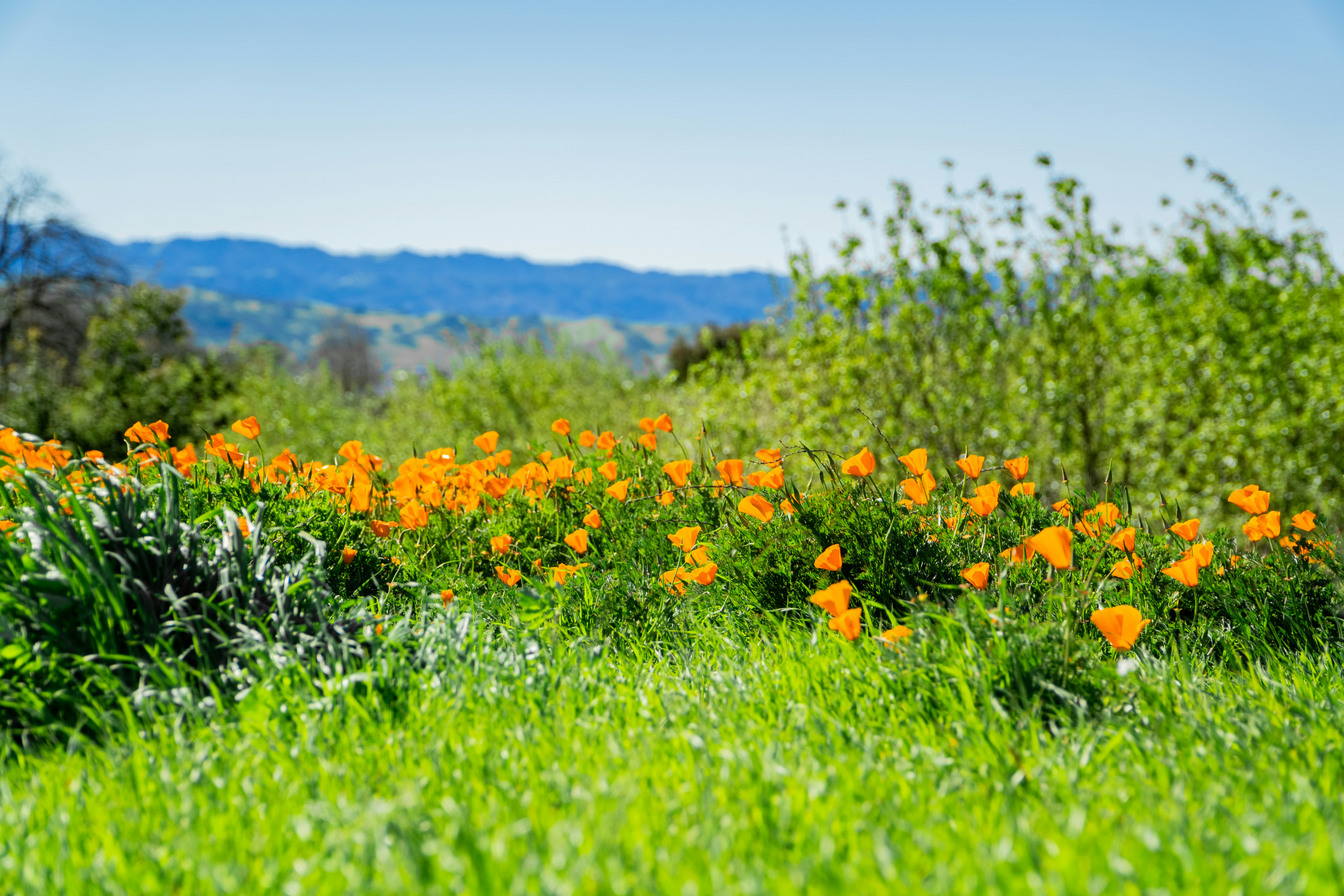 Photo by spencer_demera