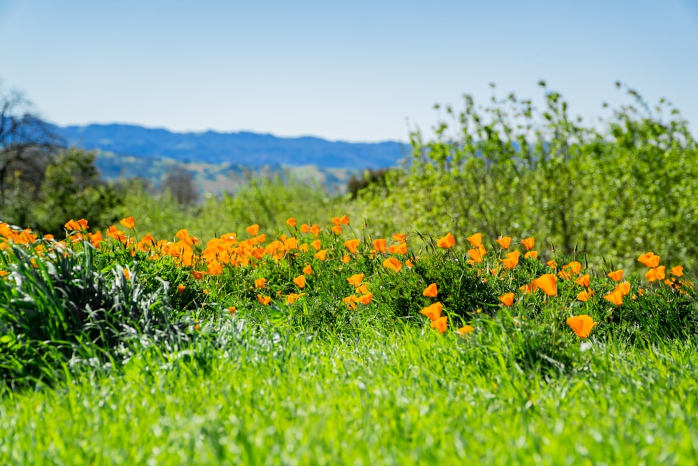 a field full of orange flowers with mountains in the background