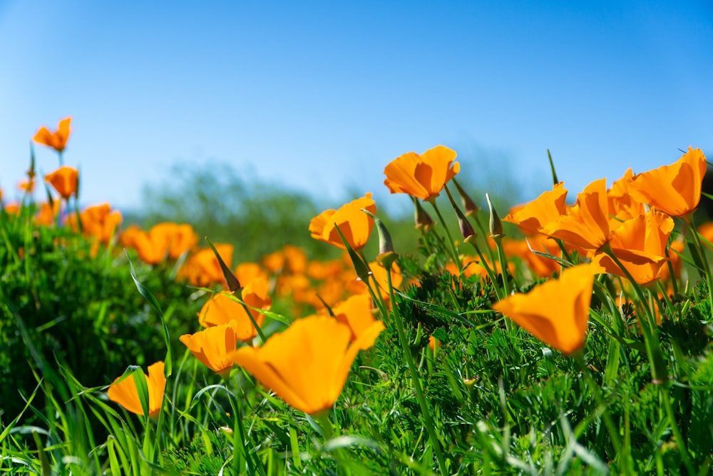 a field of orange flowers with a blue sky in the background