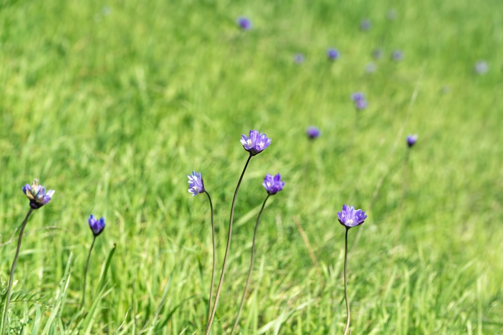 a field of purple flowers in the grass