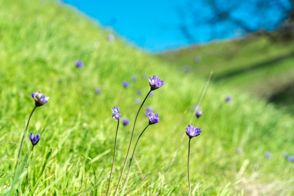 some purple flowers are growing in the grass