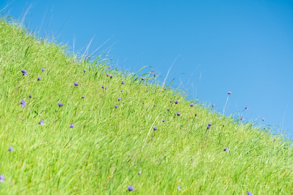 a grassy hill with purple flowers growing on it