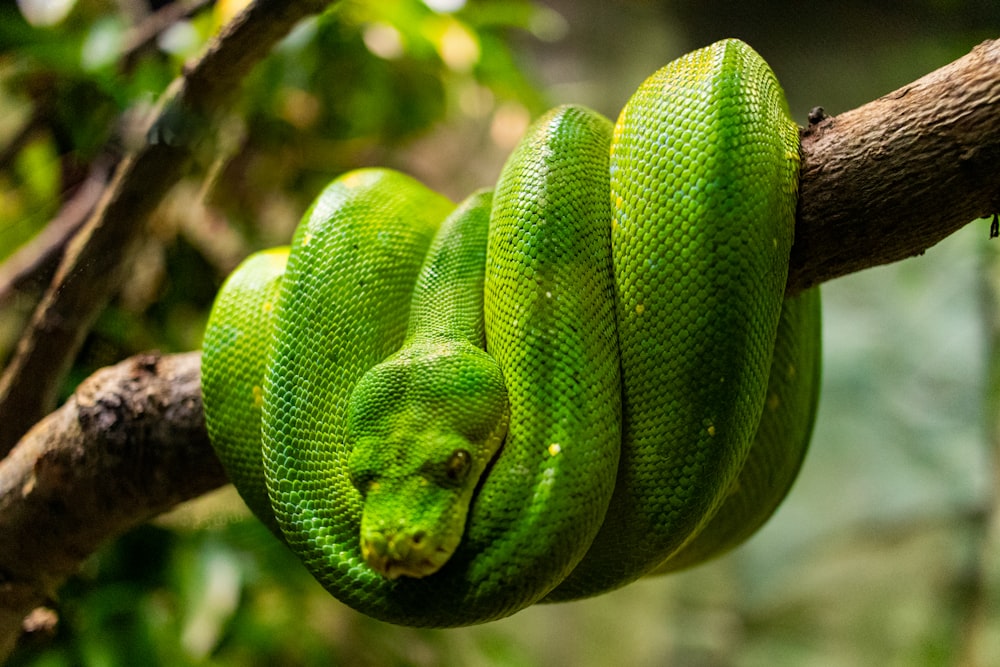 a green snake curled up on a tree branch