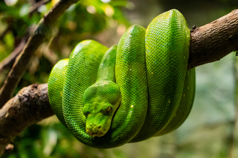 Emerald Tree Boa (Corallus caninus) in natural habitat