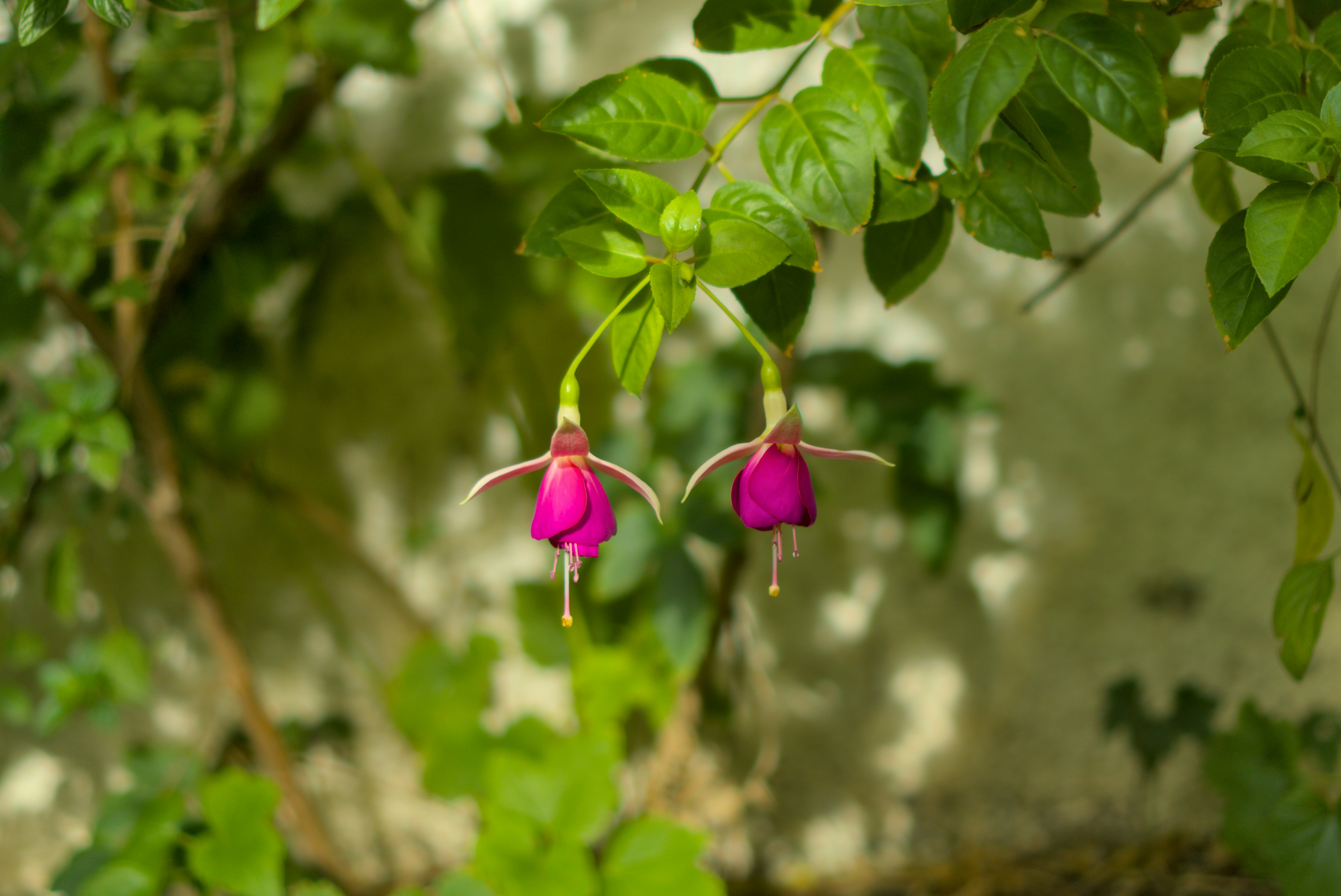 ein paar rosa Blumen, die an einem Baum hängen