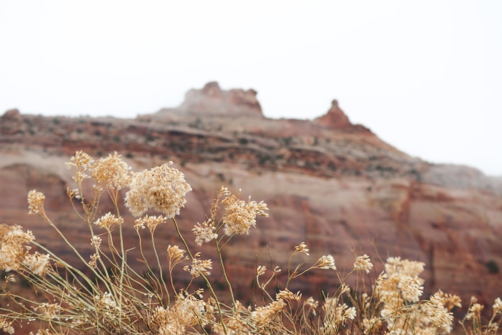 a plant with white flowers in front of a mountain