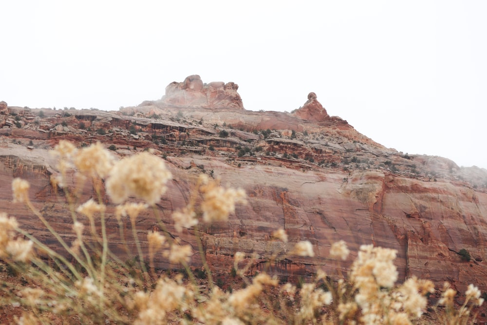 a mountain with a bunch of flowers in the foreground