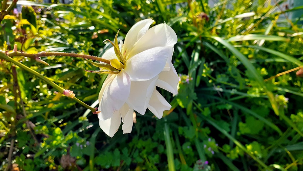 a close up of a white flower in a field