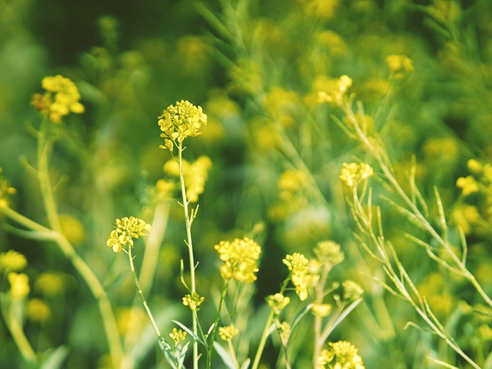 a close up of a bunch of yellow flowers