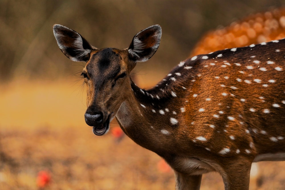 a young deer is standing in a field