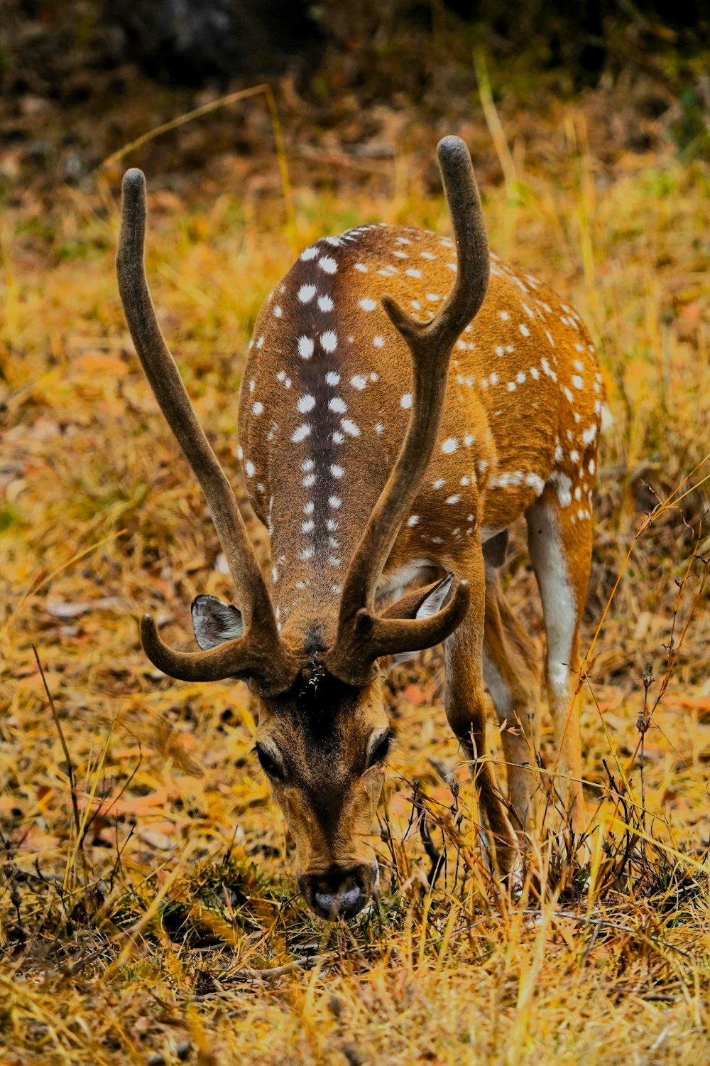 un cerf avec des cornes broutant dans un champ