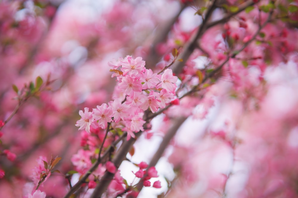 a close up of a tree with pink flowers