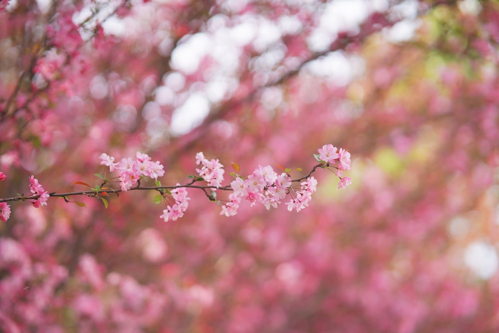 a branch of a tree with pink flowers