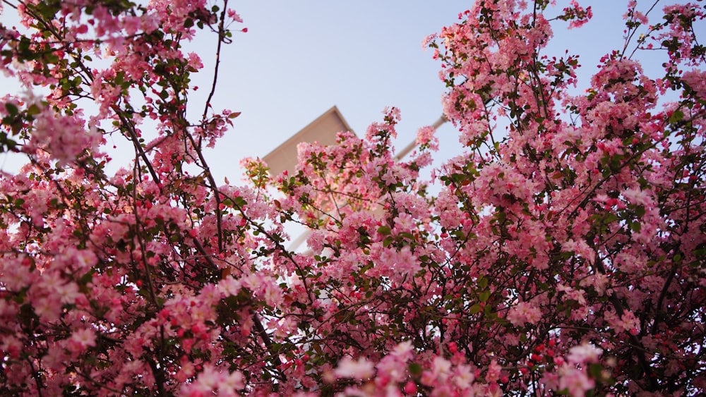 a tree with pink flowers in front of a building