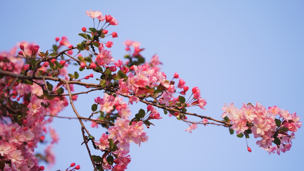 a branch with pink flowers against a blue sky