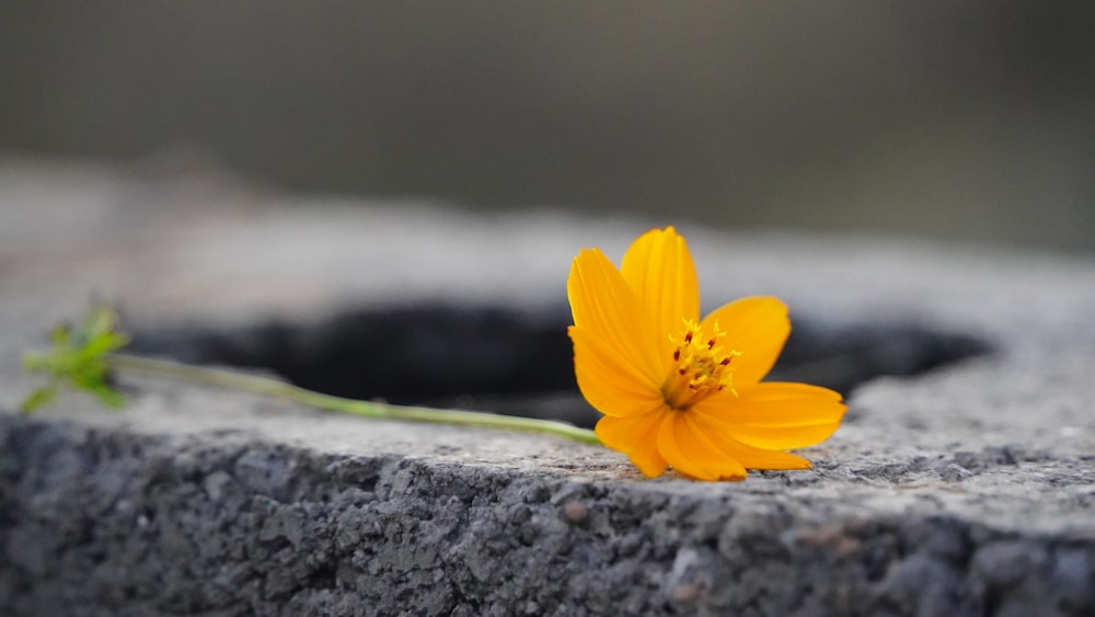 a single yellow flower sitting on top of a cement block