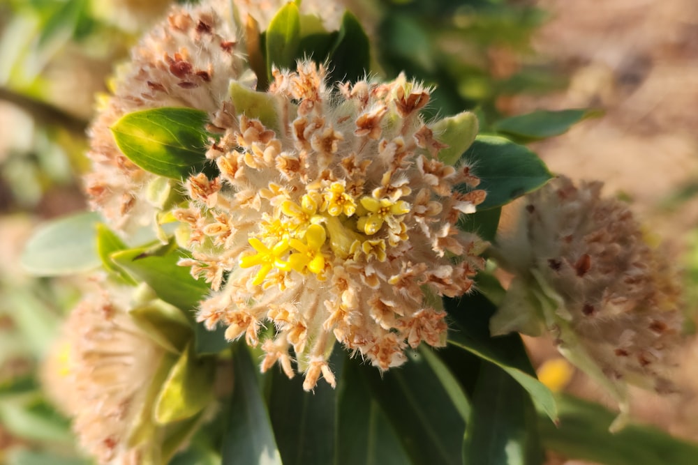 a close up of a flower on a plant