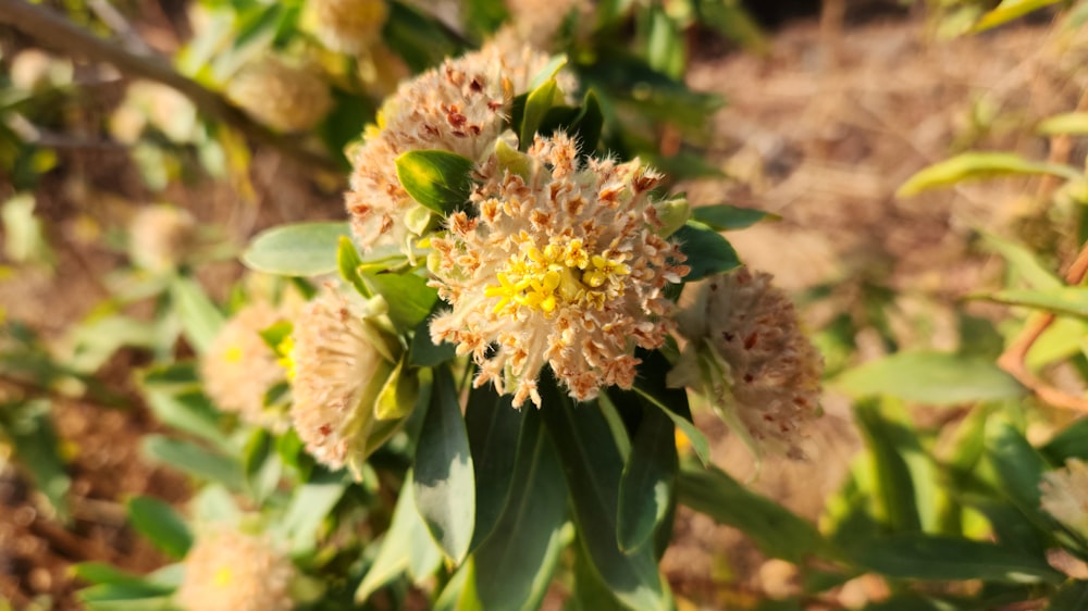 a close up of a flower on a plant