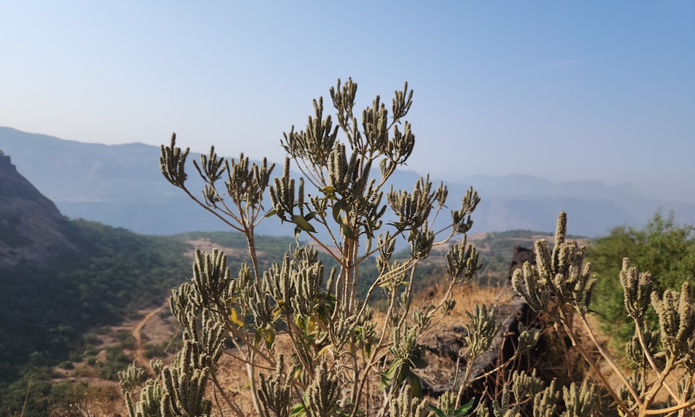 a cactus plant in the foreground with mountains in the background