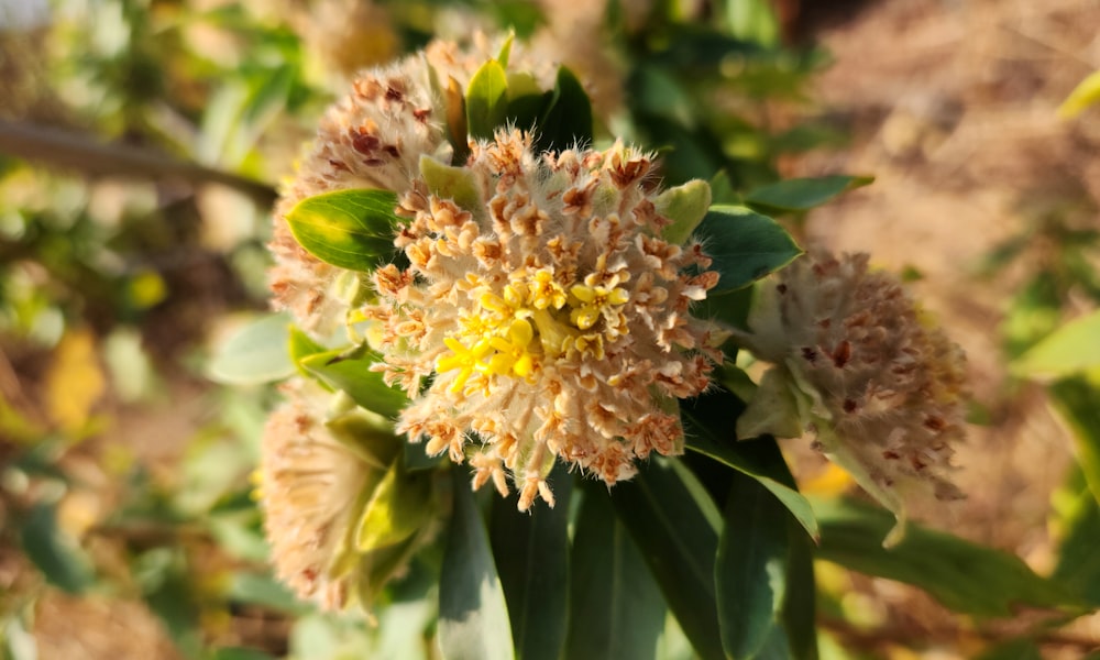 a close up of a flower on a plant