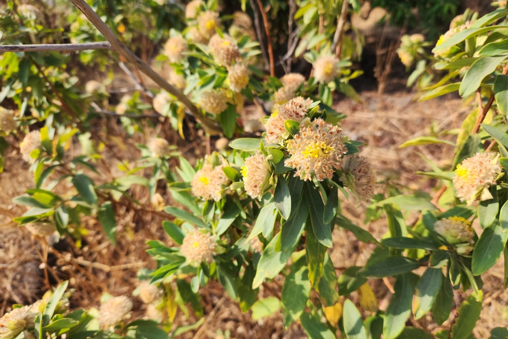 a bunch of flowers that are in the grass