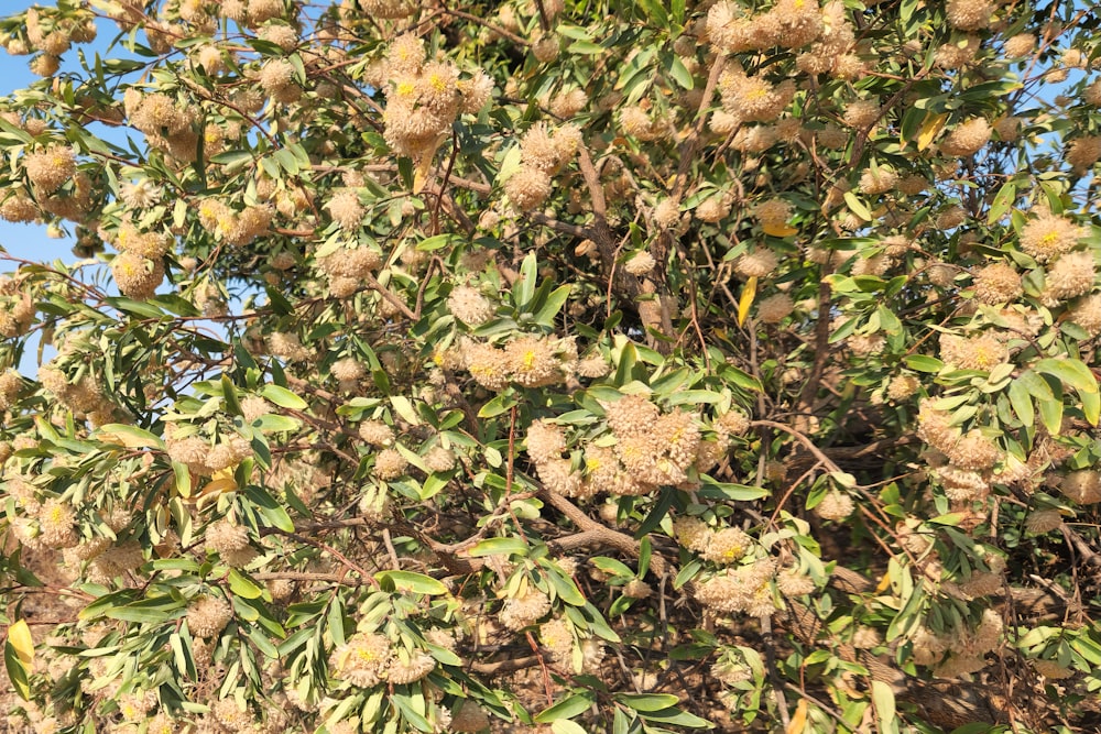 a large tree with lots of flowers on it