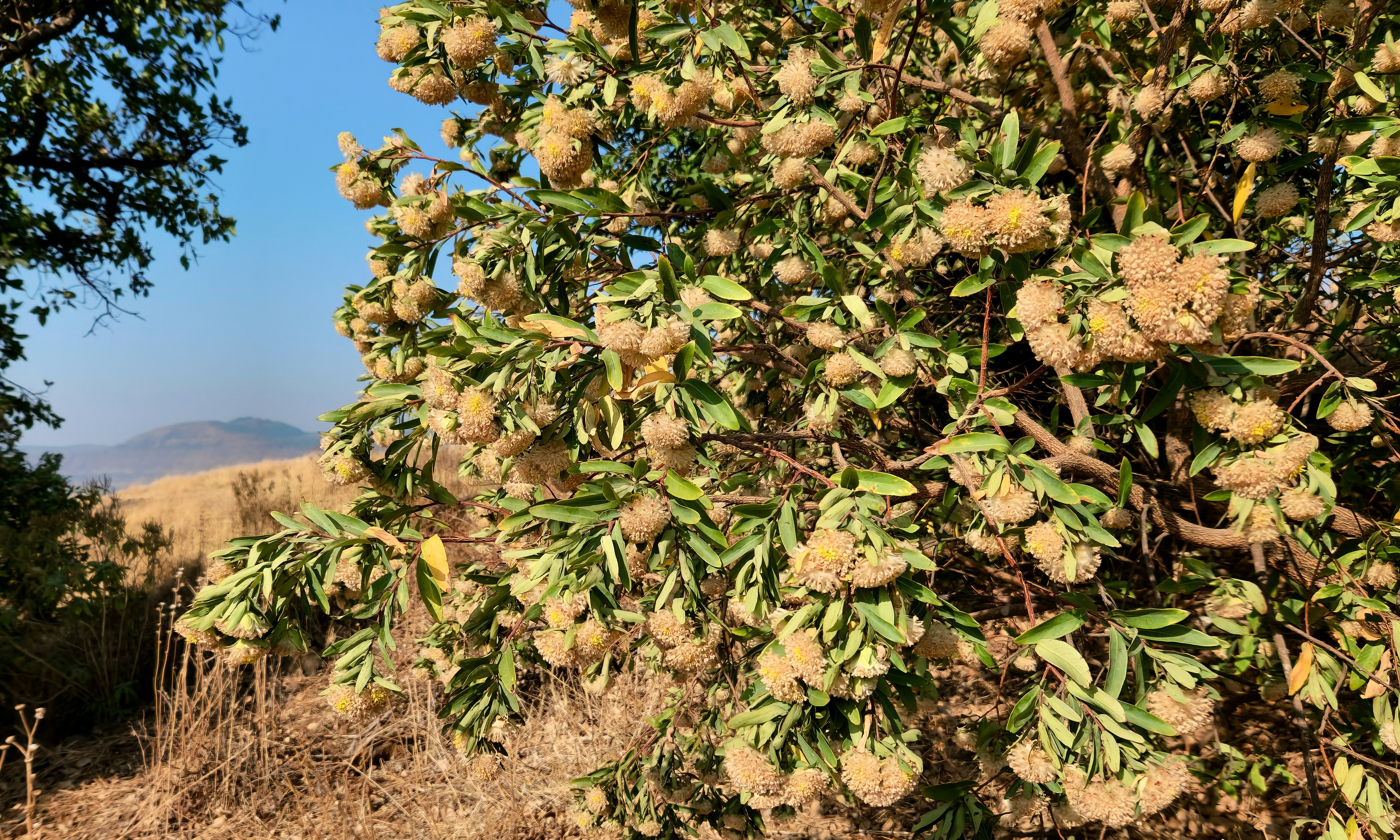 ein Baum mit vielen gelben Blüten auf einem Feld