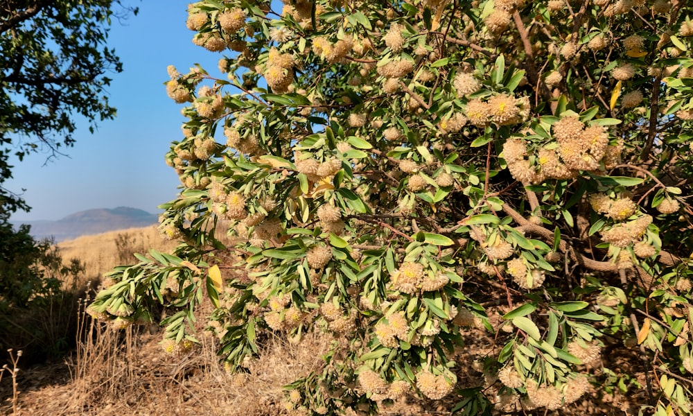 a tree with lots of yellow flowers in a field