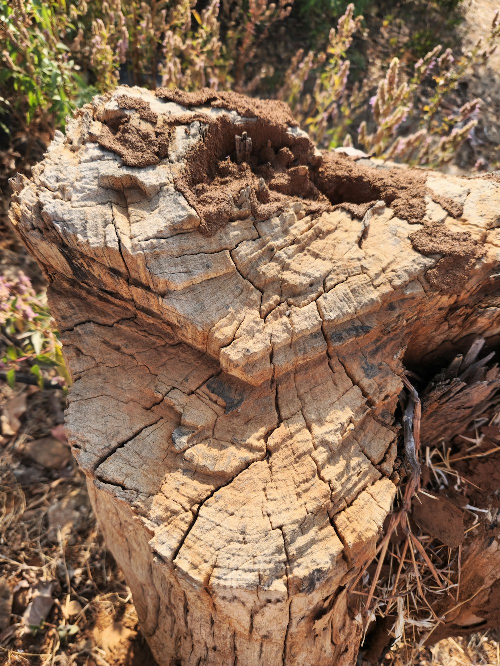a close up of a tree stump in a field