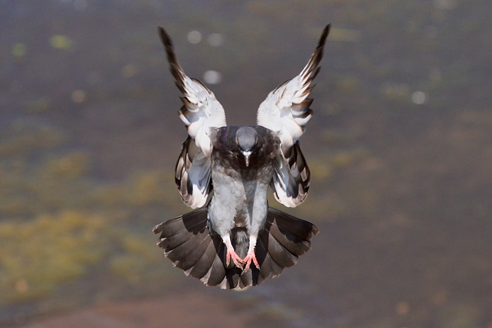 a small bird flying over a body of water