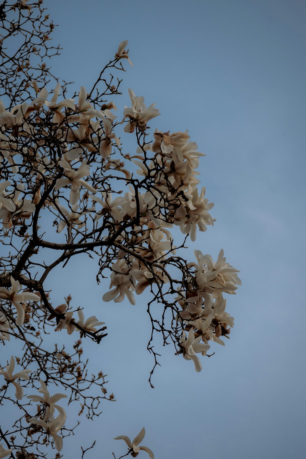 a tree branch with white flowers against a blue sky