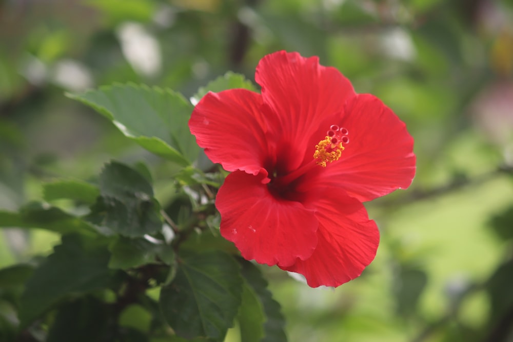 a red flower with green leaves in the background