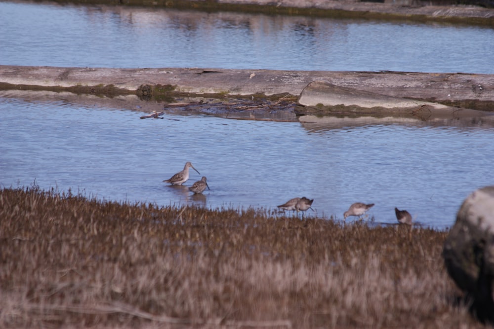 a flock of birds standing on top of a grass covered field