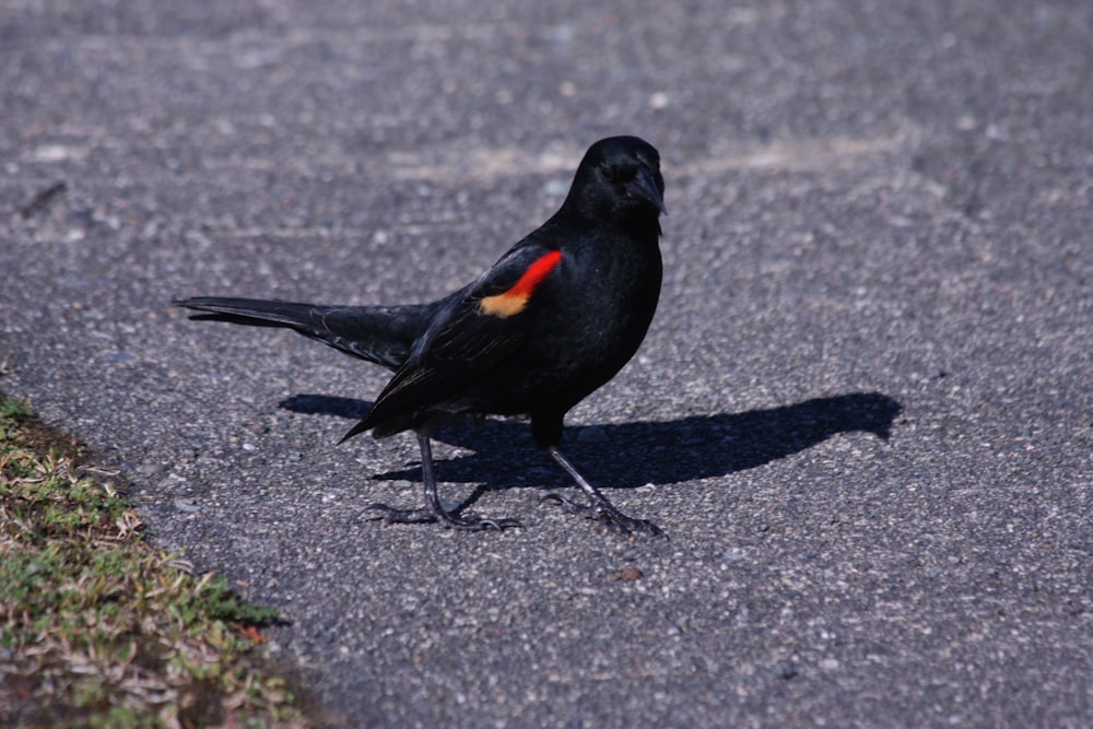 a black bird with a red patch on it's back legs